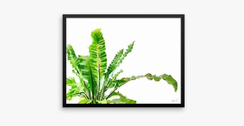 Asplenium Antiquum 2 - Fern, transparent png download