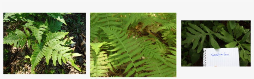 Medicinal Uses Of Ferns By Native Americans - Ostrich Fern, transparent png download