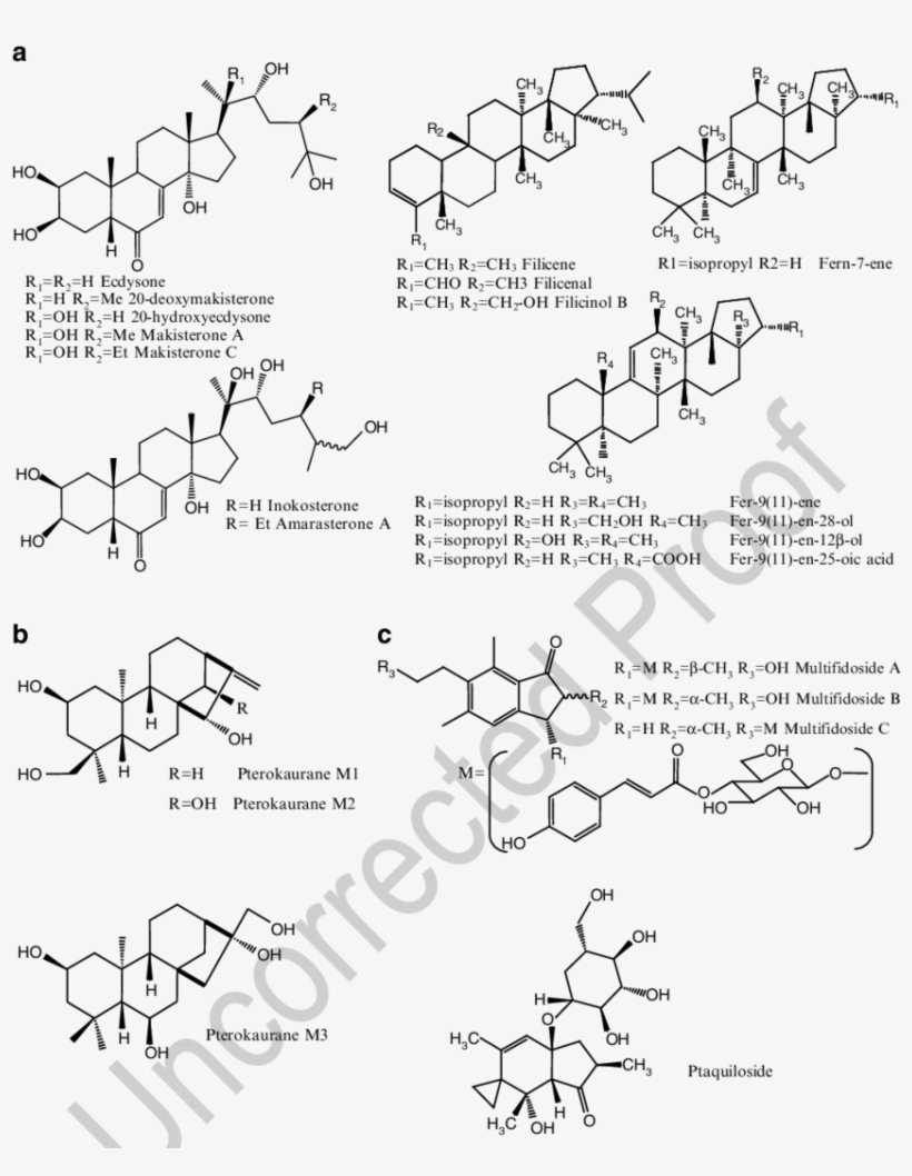 1 Examples Of Triterpenoid Components Present In Ferns - Common Fig, transparent png download