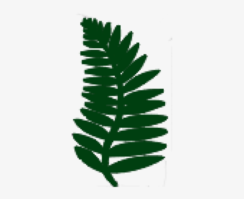 Athyrium Filix-femina 'lady In Red' - Male Fern, transparent png download