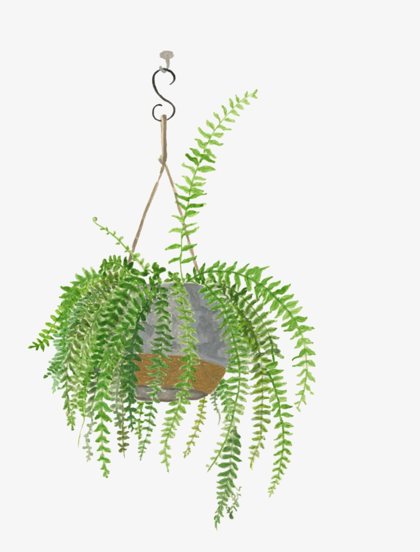 Bostonfern - Portable Network Graphics, transparent png download