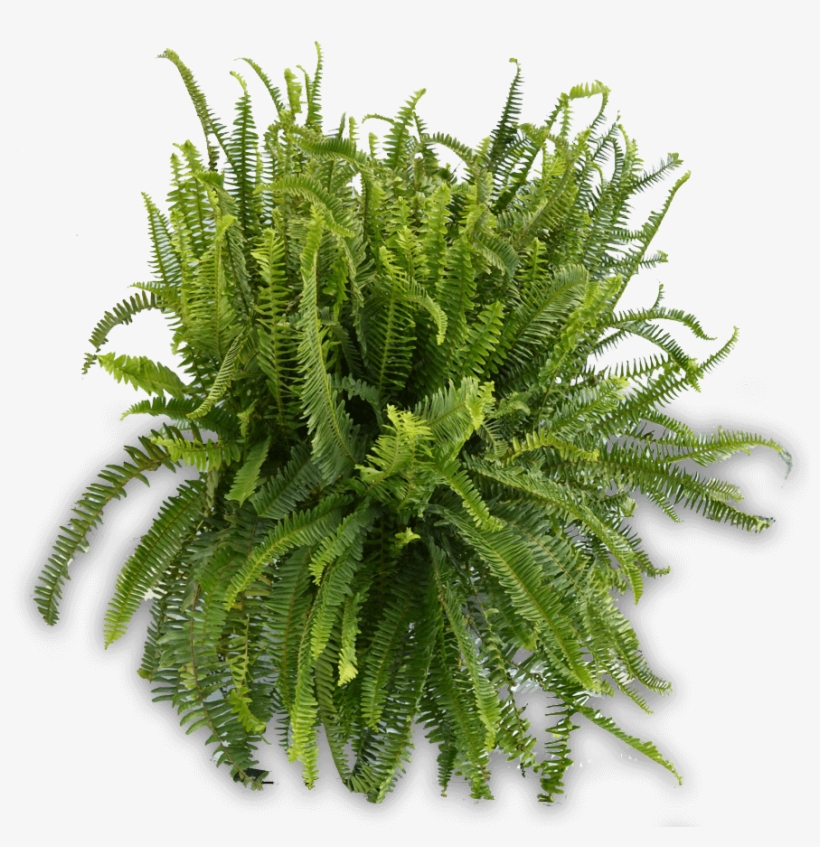 10in Kimberly Queen Fern 900×900 - Plants From Top Png, transparent png download