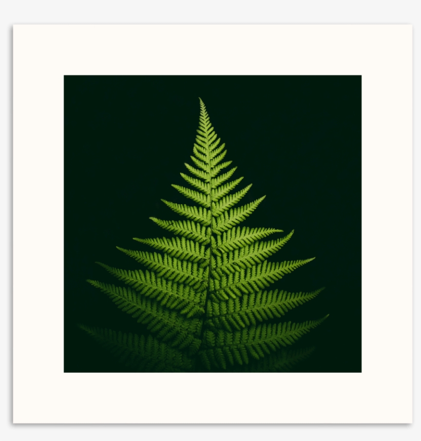 Pyramid Fern - Mobile Phone, transparent png download