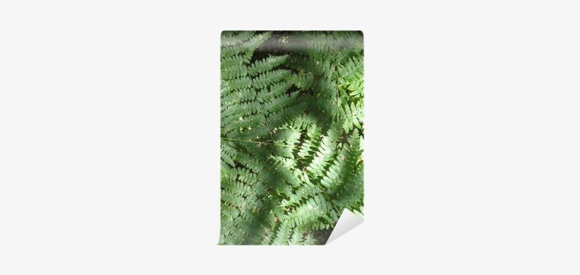 Ostrich Fern, transparent png download