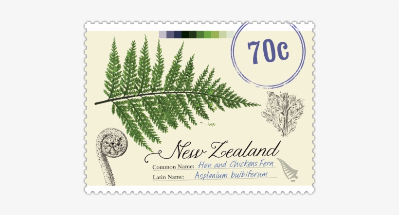 Product Listing For New Zealand Native Ferns - Georgetown, transparent png download