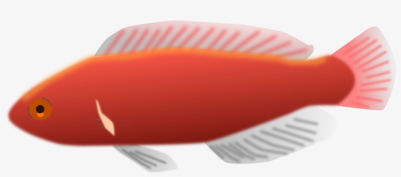 Pink, Fish, Scales, Colorful, Pretty, Aquarium, Fins - Peixes De Aquário Png, transparent png download