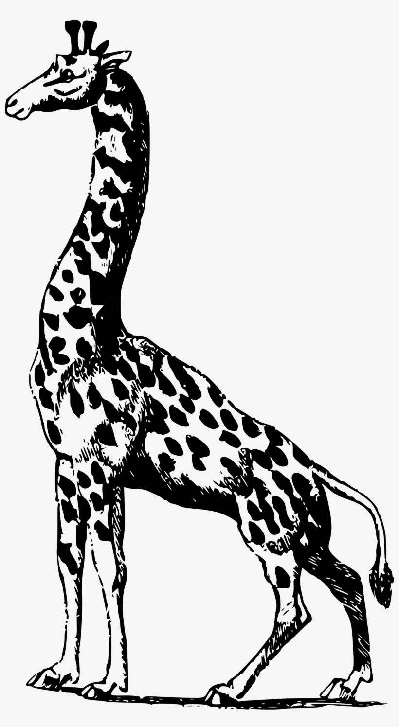 Vector Royalty Free Stock Africa Clipart African Giraffe - Giraffe, transparent png download