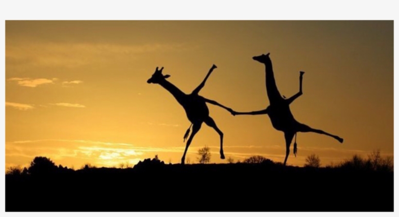 Report Abuse - Giraffes Dancing In Sunset, transparent png download