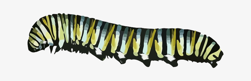 Caterpillar - Caterpillar Transparent, transparent png download