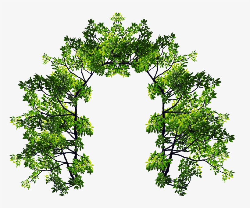 Tree Branch With Leaves Png - You, The Night And The, transparent png download