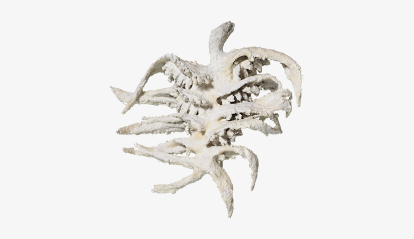 Primordial Creature - Artist, transparent png download