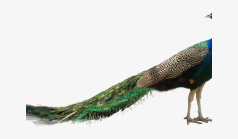 Beautiful Peacock Png, transparent png download