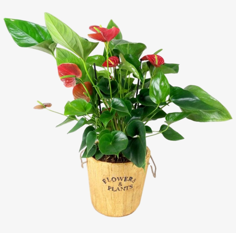 עציץ אנטוריום 149 - Flowerpot, transparent png download