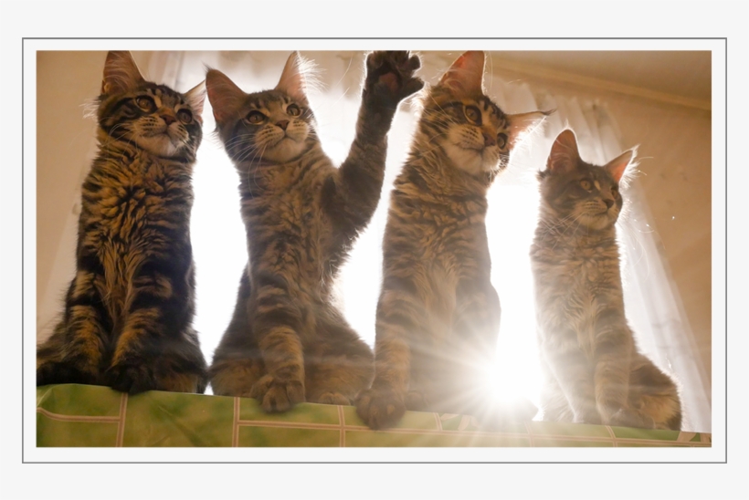 As Great As Lens Flare Can Be Under The Right Conditions, - Domestic Short-haired Cat, transparent png download