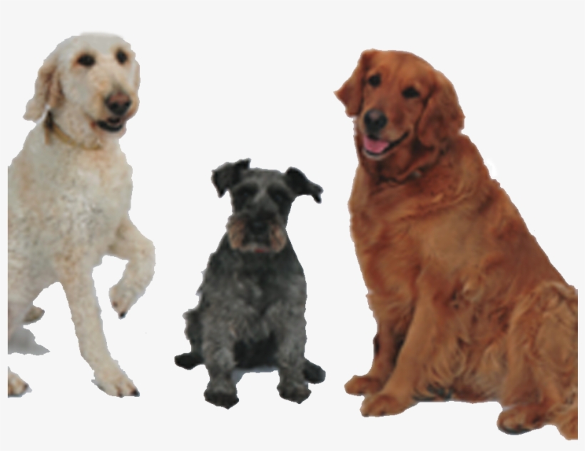 Bestfriends - Best Friends, transparent png download