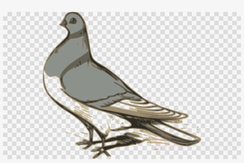 Custom Pigeon Sticker Clipart Pigeons And Doves Homing - Custom Pigeon Throw Blanket, transparent png download