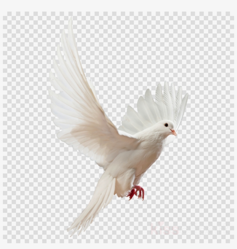 Clipart Resolution 800*1061 - White Dove Png, transparent png download