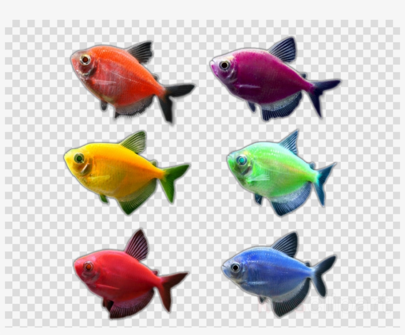 Aquarium Clipart Goldfish Aquarium Glofish - Glofish Clipart, transparent png download