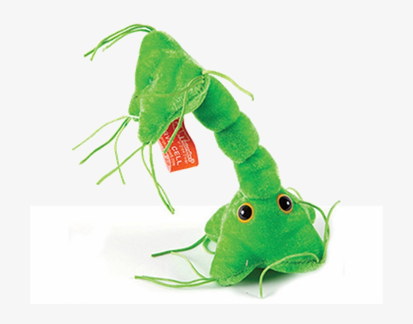 Nerve Cell Weird Funny Gags Gifts Stuff - Neuron, transparent png download