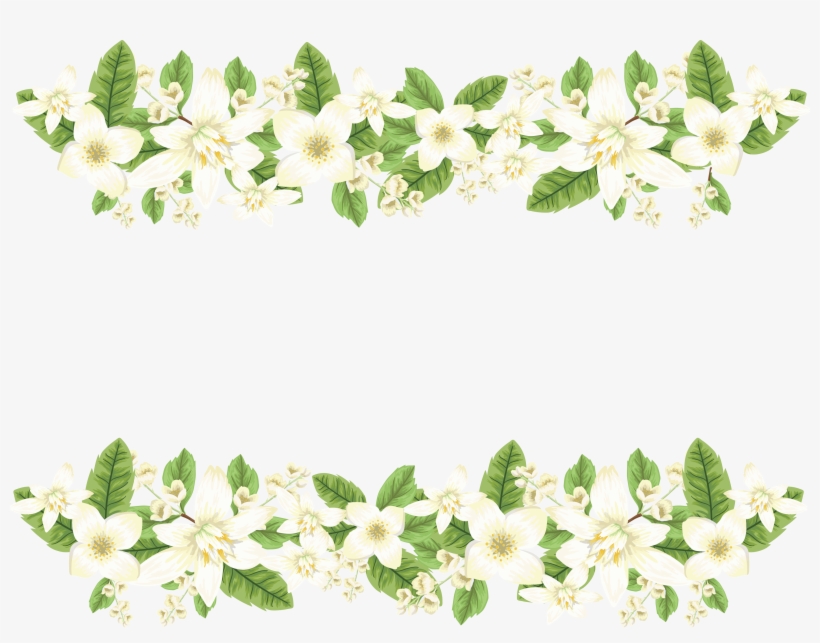 Jasmine, transparent png download