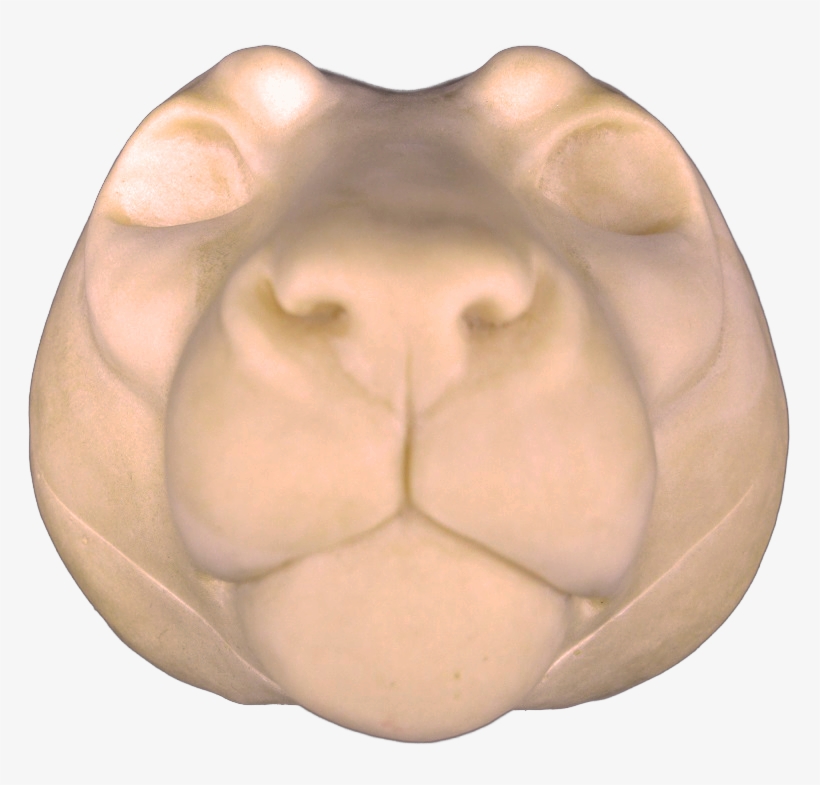 Mountain Lion Change-out Heads - Cougar, transparent png download