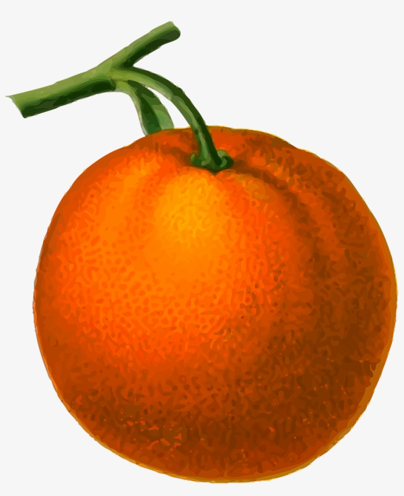 Botanical Illustration, transparent png download