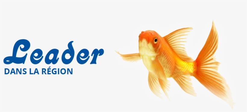 1 - Goldfish, transparent png download