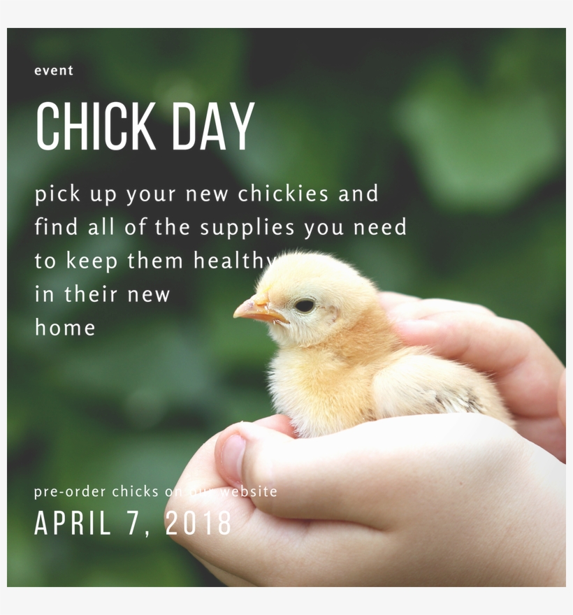 Baby Chick Png, transparent png download