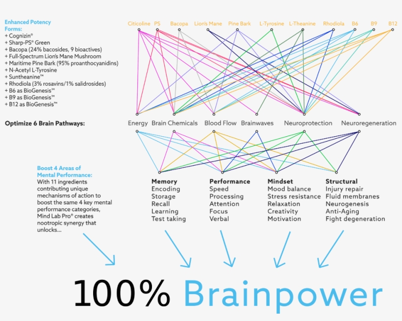 List Of Nootropics In Mind Lab Pro And How They Create - Diagram, transparent png download