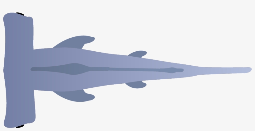 Tigershark Hammerheadshark Fish Shrimp Plankton - Manta Ray, transparent png download