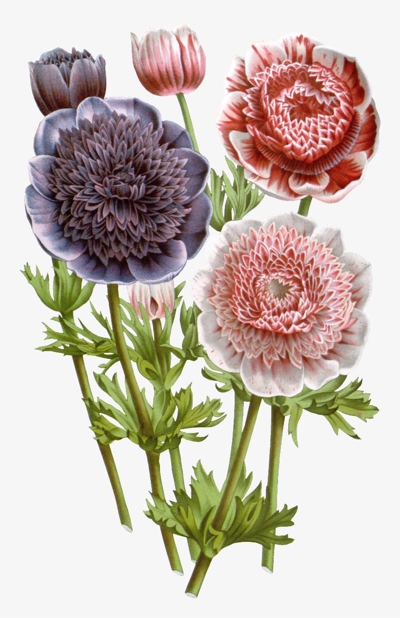 Delicate Bouquet Flower Decorative Element - Thro By Marlo Lorenz Brinley French Floral Pillow,, transparent png download