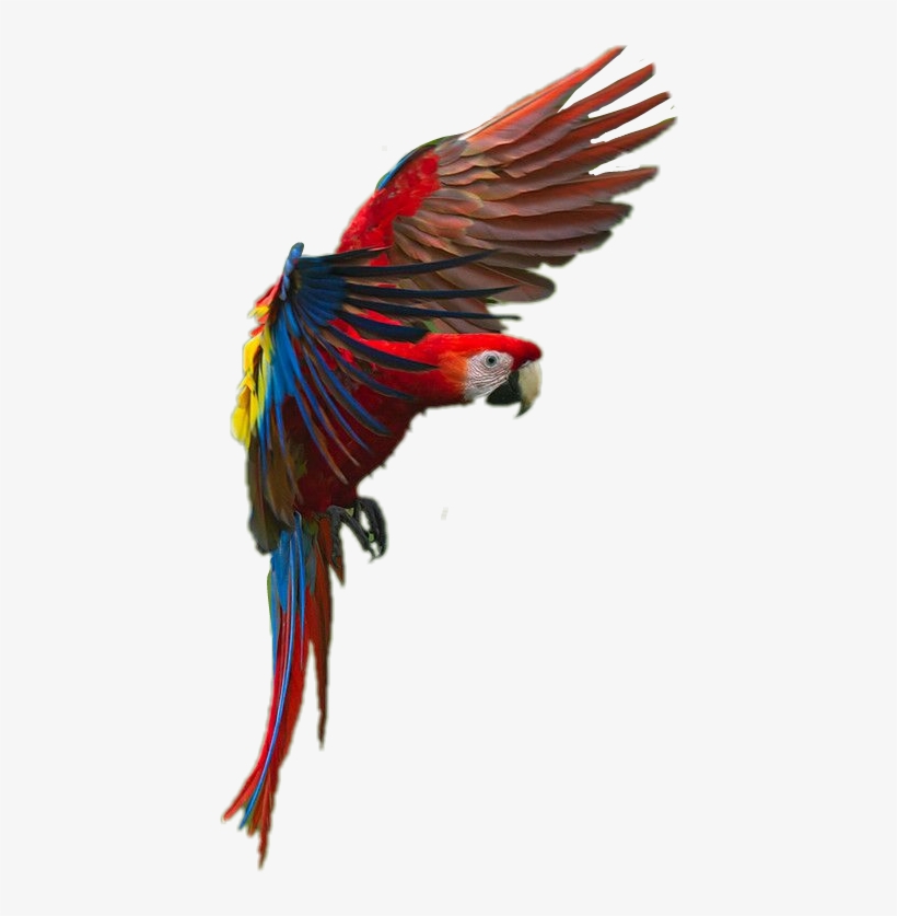 Sign In To Save It To Your Collection - Macaw, transparent png download