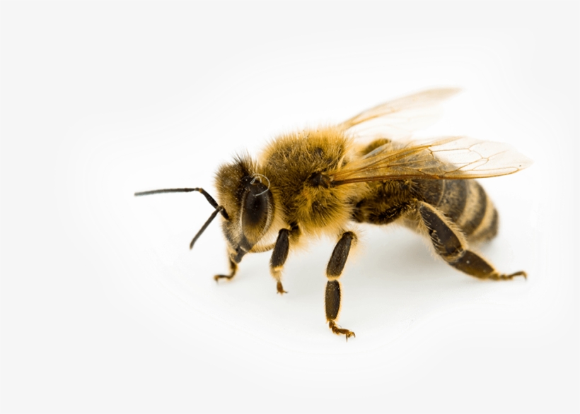 Honeybee - Bee, transparent png download