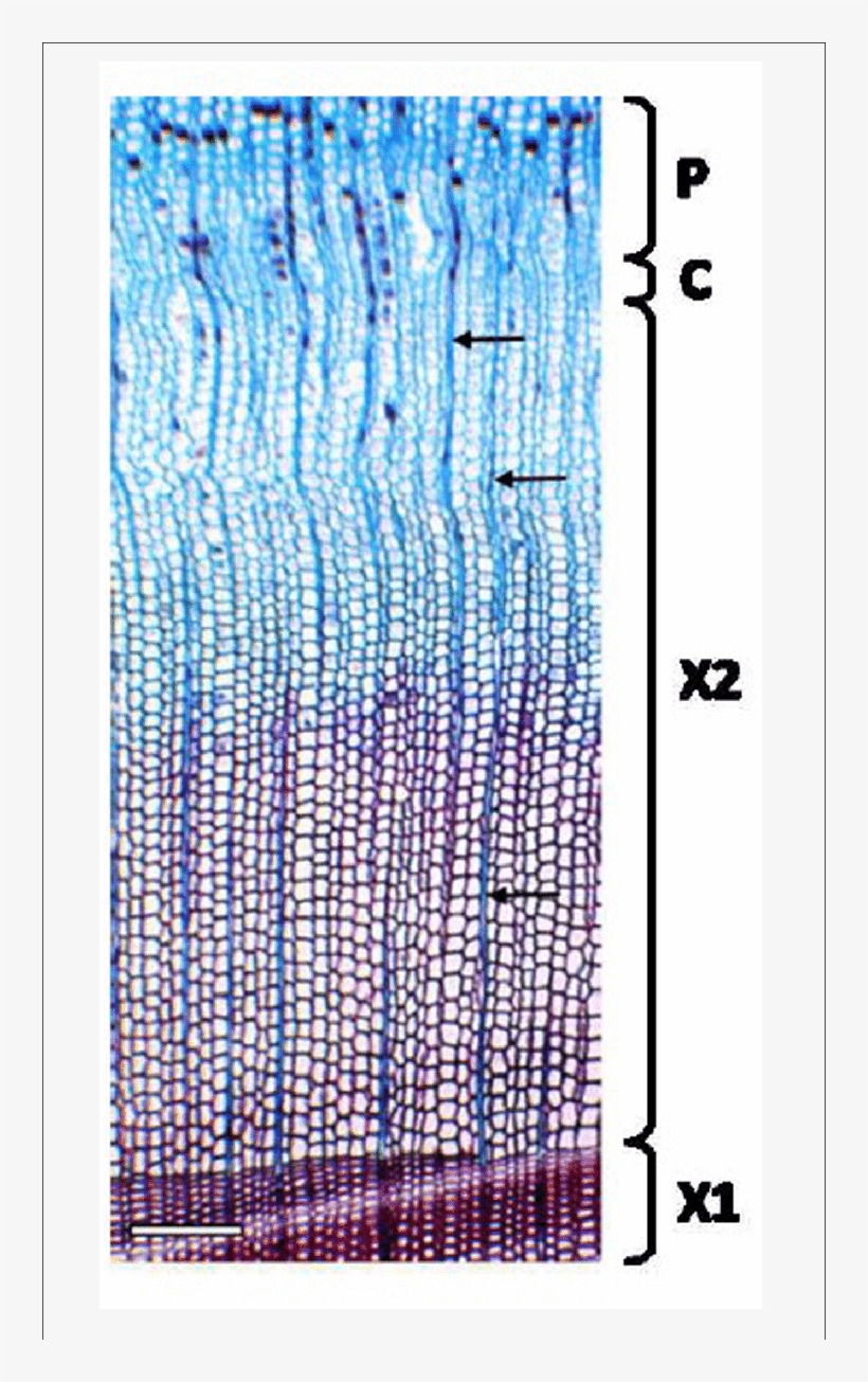 Cross Section Of Norway Spruce Xylem For The Estimation - Cell, transparent png download