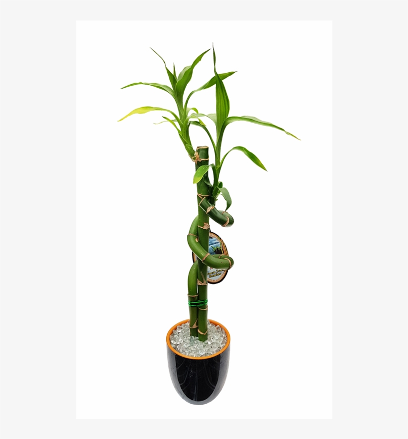 Lucky Bamboo Size D Ceramic Pot - Lucky Bamboo, transparent png download