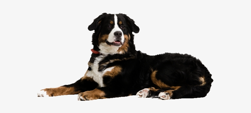 Bernesemountain Dogs - Mikki Pet Hair Magnet, transparent png download