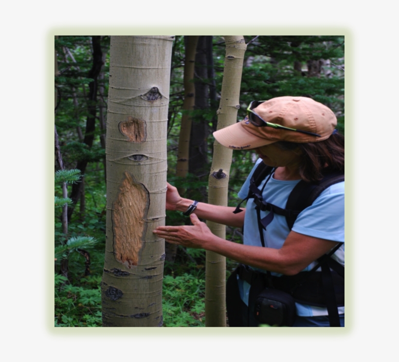 Ms - Greene - Lumber, transparent png download