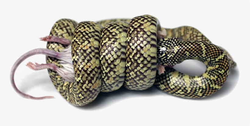Snake Png Image Background - Змея Обвивает, transparent png download