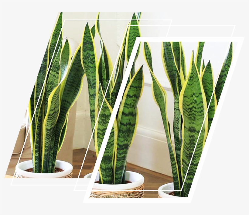 Snake Plant - Ornamental Plants Inside The House, transparent png download