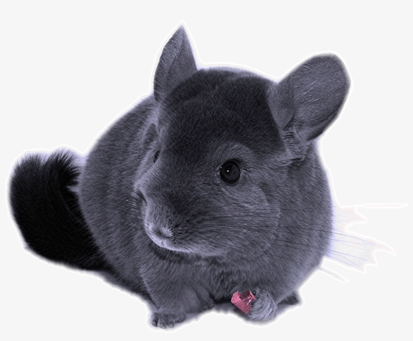 Fluffy Chinchilla - Размеры Шиншиллы, transparent png download
