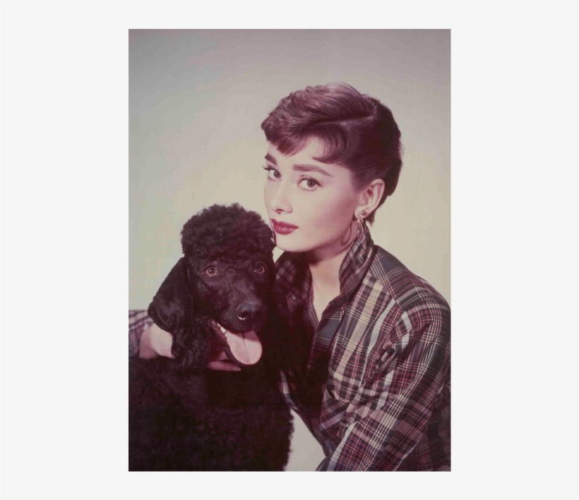 “永遠の妖精”と呼ばれた名女優を写真で、 小さな写真展「audrey Hepburn」 - Audrey Hepburn Poodle, transparent png download