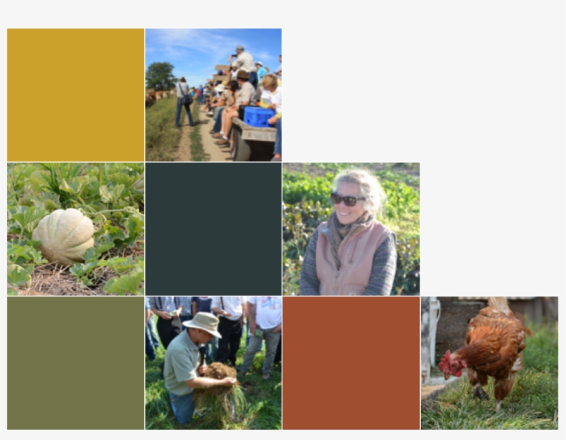 Don't Forget To Register - Chicken, transparent png download