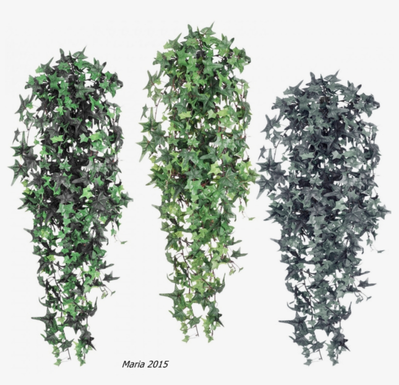 Go To Image - Efeu_branch Png, transparent png download