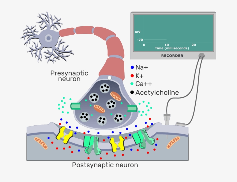 An Image Showing Ach From The Presynaptic Neuron Molecules - Cholinergic Synapse, transparent png download