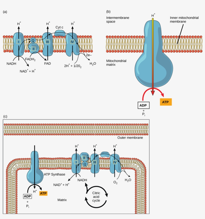 This Illustration Shows The Electron Transport Chain - Electron Transport Chain, transparent png download