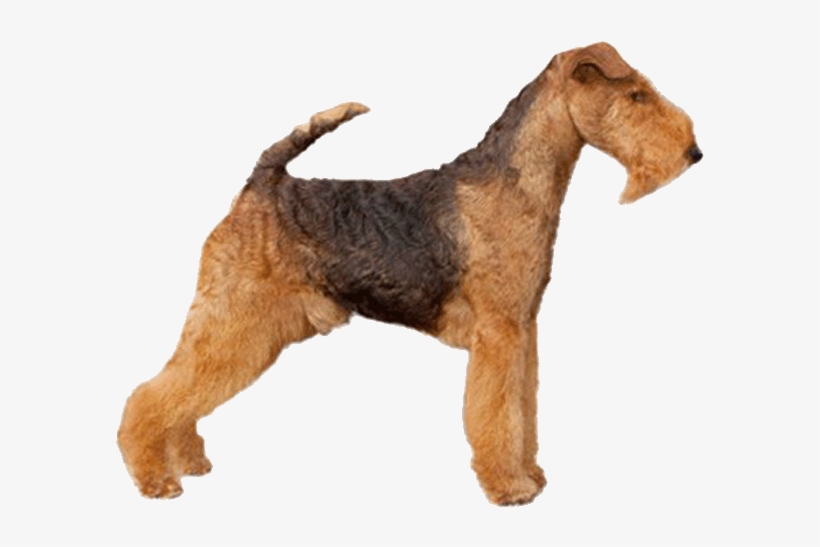 Welsh Terrier - Welsh Terrier With A Transparent Background, transparent png download