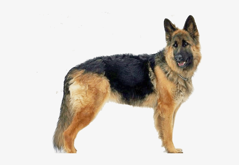 King Shepherd - German Shepherd Png Gif, transparent png download