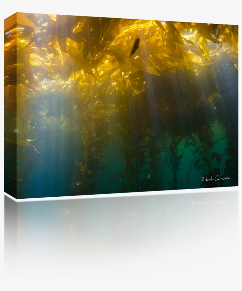 Kelp Shine - Visual Arts, transparent png download