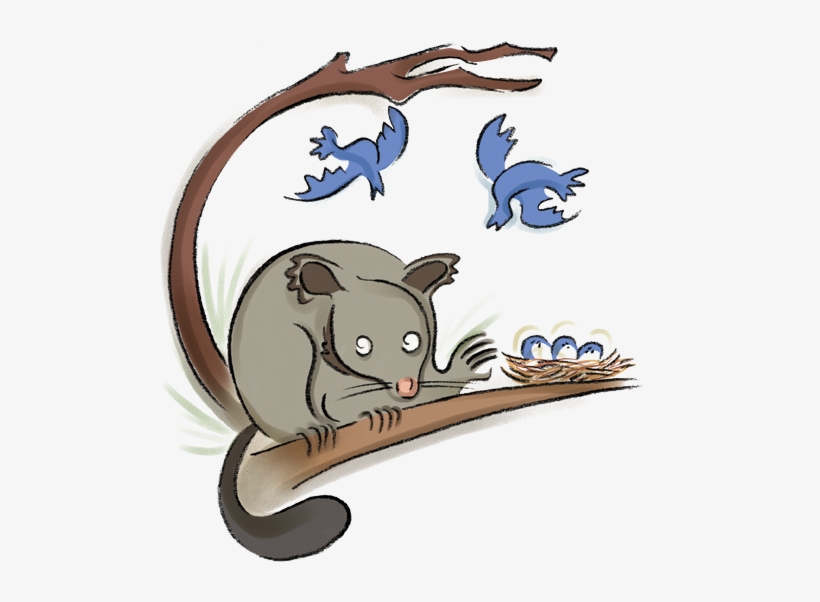 New Zealand Brushtail And The American Possum - Cat, transparent png download