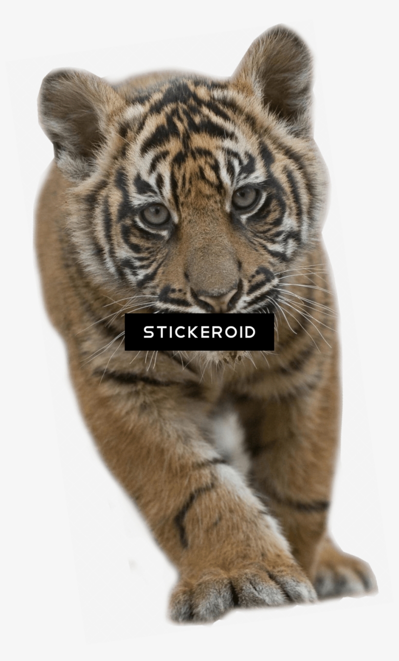 Baby Tiger - Cub Tiger, transparent png download